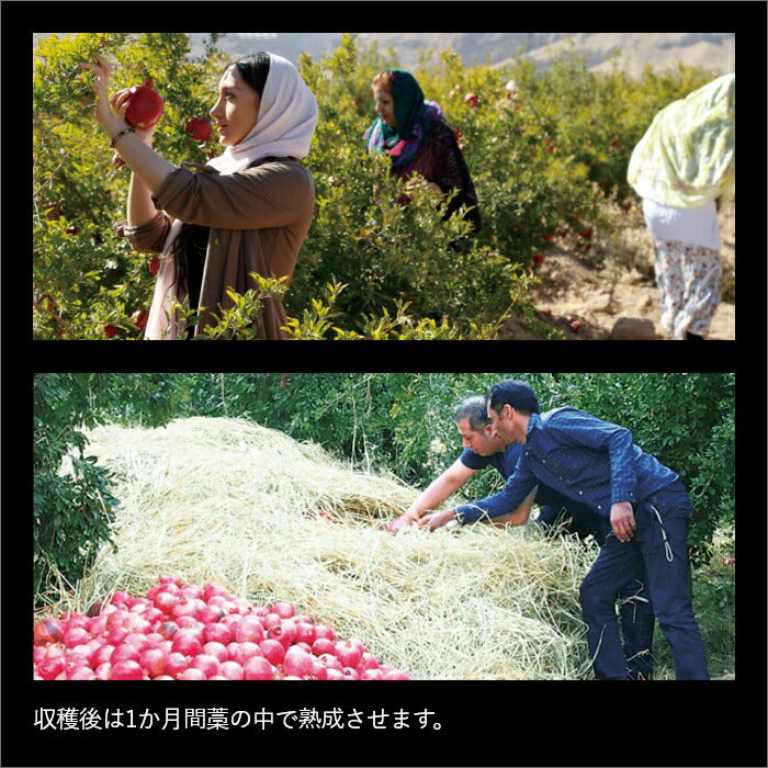 【ギフト】ザクロザイムペースト