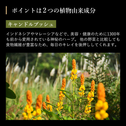 ディーディーパウダー